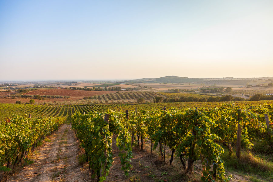 Azienda Agricola a Capalbio